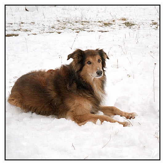 Old Collie /  / F0518 2005-11-13 #06-small.jpg